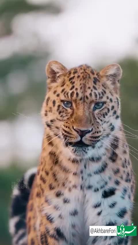   صحنه‌های ناب و فوق‌العاده از حیات وحش