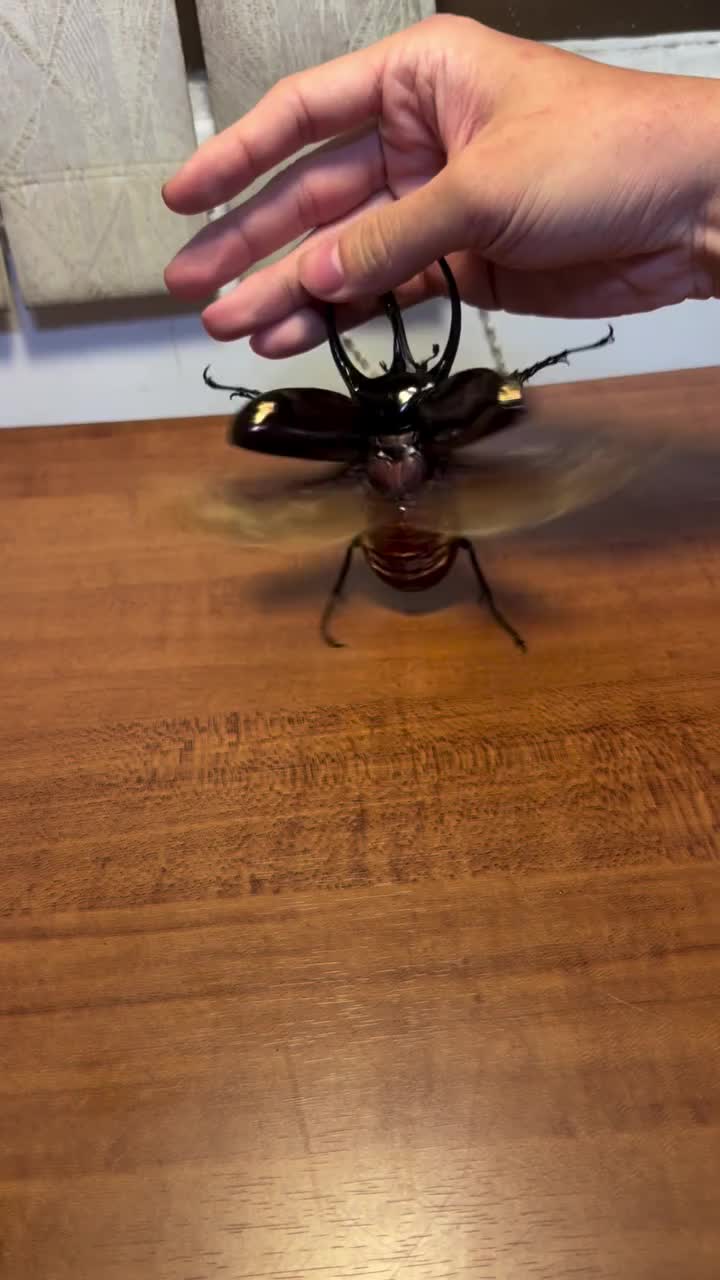   تعلیم دادن به یک سوسک به عنوان حیوان خانگی!