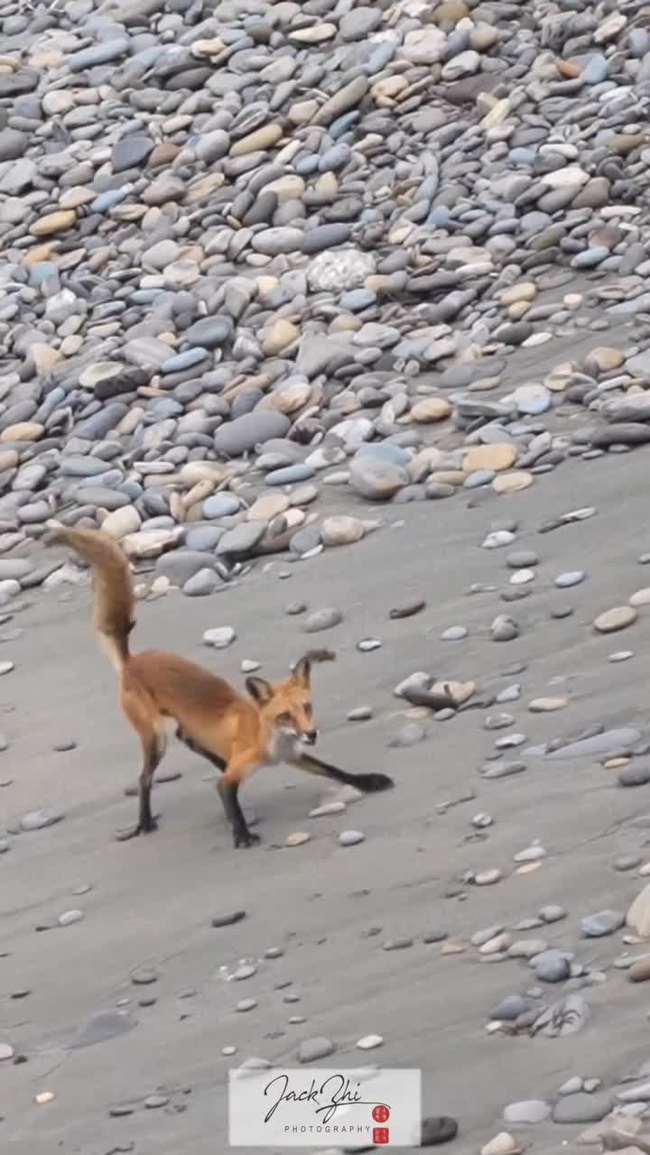   مانورهای بی‌نظیر روباه قرمز برای فرار از چنگال مرگبار شاهین!