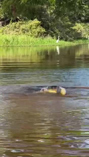   لحظه منحصربفرد شیرجه پلنگ به داخل آب برای شکار تمساح؛ یک مبارزه تن‌به‌تن!