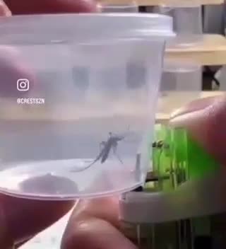   شیوه زجرآور قتل یک پشه توسط یک قاتل سریالی متفاوت!