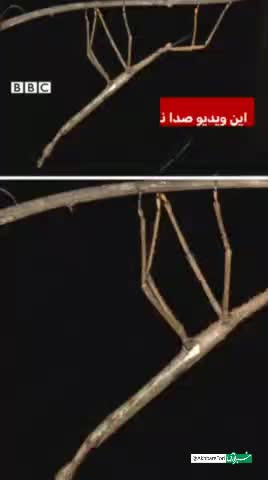   کشف یک حشره عجیب در استرالیا