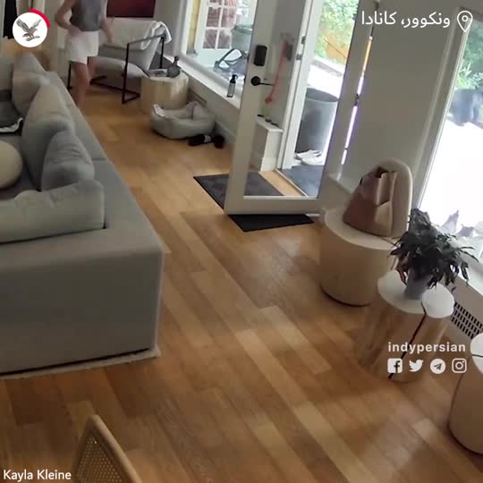   حمله شجاعانه سگ کوچک به یک خرس در کانادا