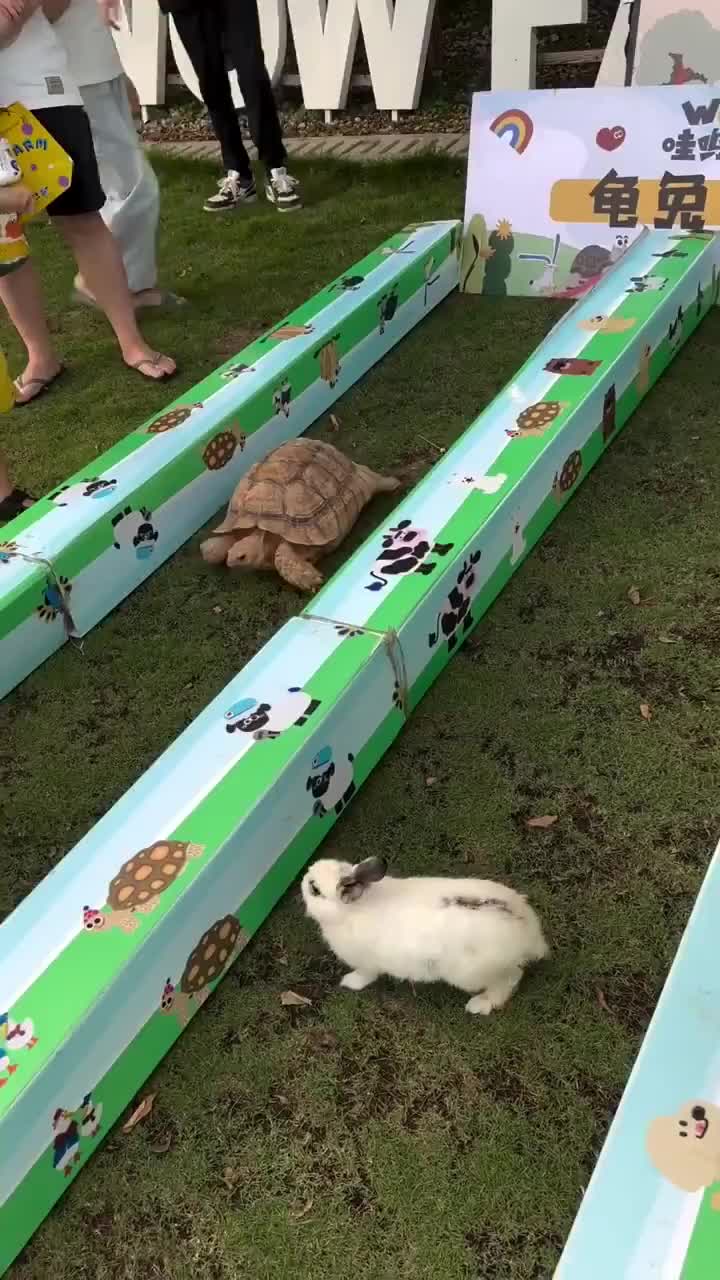   مسابقه واقعی بین خرگوش و لاک‌پشت؛ فکر می‌کنید کدام‌یک پیروز شدند؟