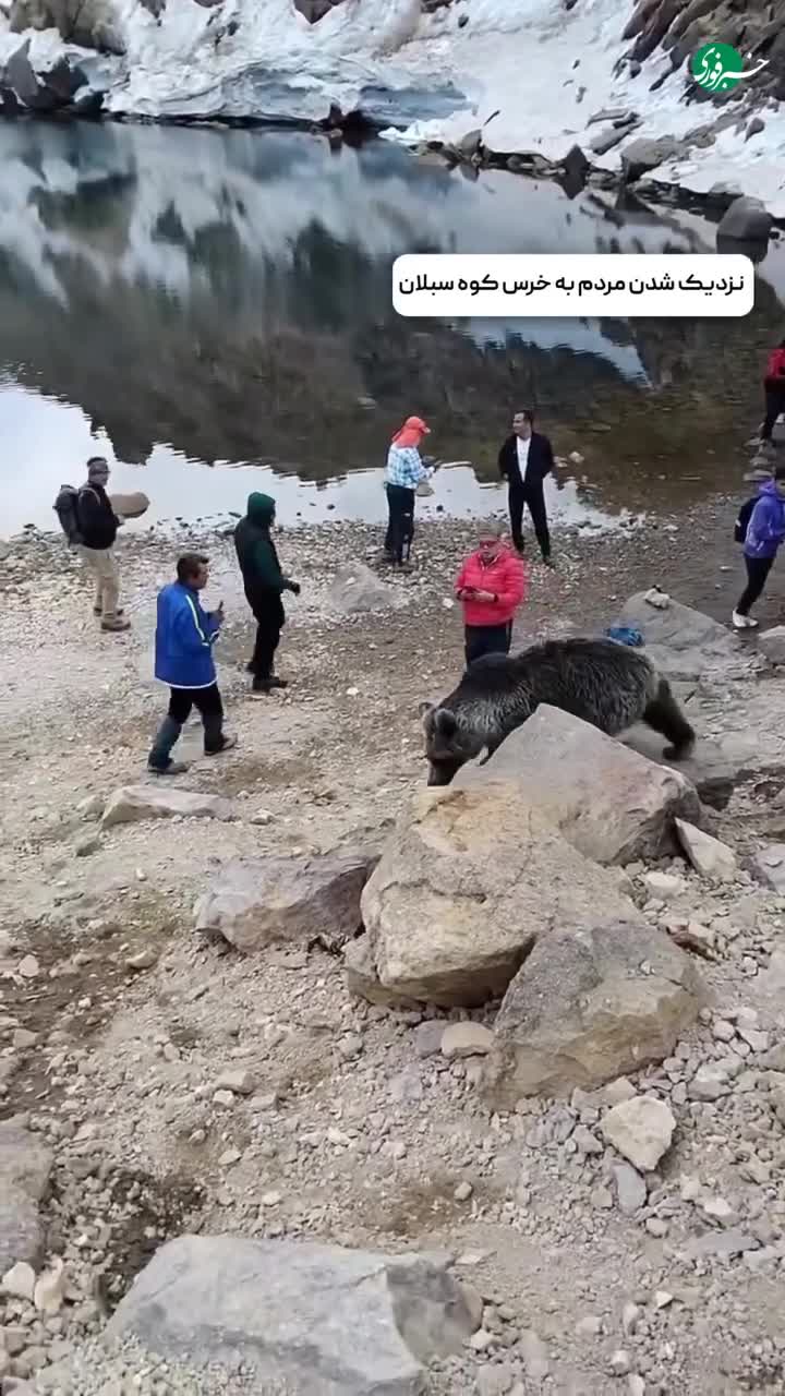   نزدیک شدن خرس به مردم در کوه سبلان