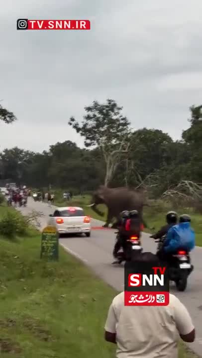   سلفی مرگبار در هند؛ گردشگر زیر پای فیل وحشی