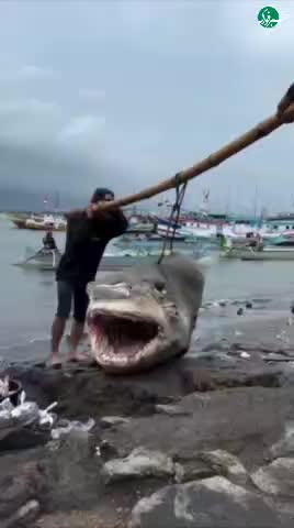   نمایش کوسه‌ای مرگبار در اندونزی پس از کشف بقایای کودکان در معده‌اش