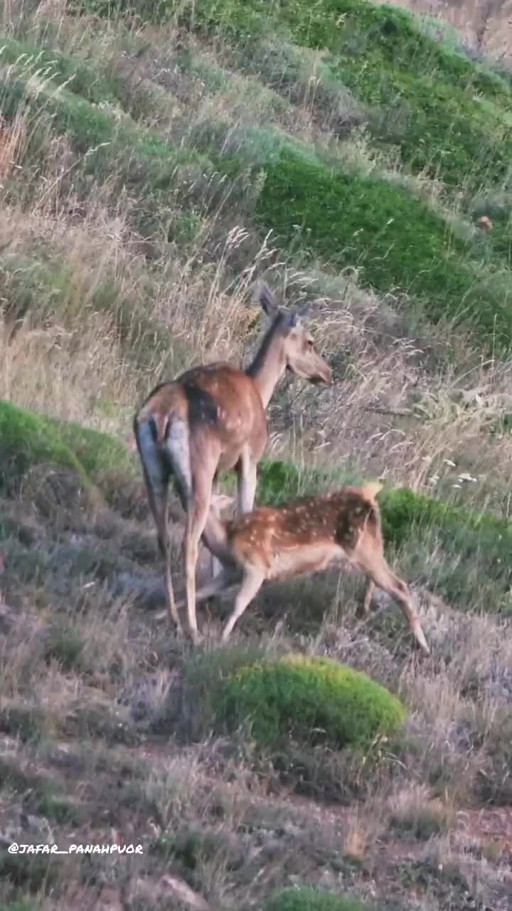   بهشت امن البرز مرکزی؛ خانه مرال‌ها و خرس‌ها