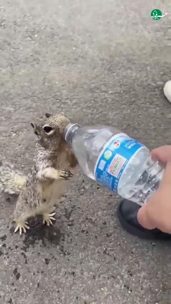   ویدیویی پربازدید از درخواست سنجاب تشنه از توریست‌ها