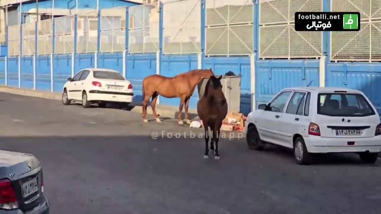   حضور عجیب دو اسب بی‌زین و افسار در مقابل کمپ تمرینی استقلال!