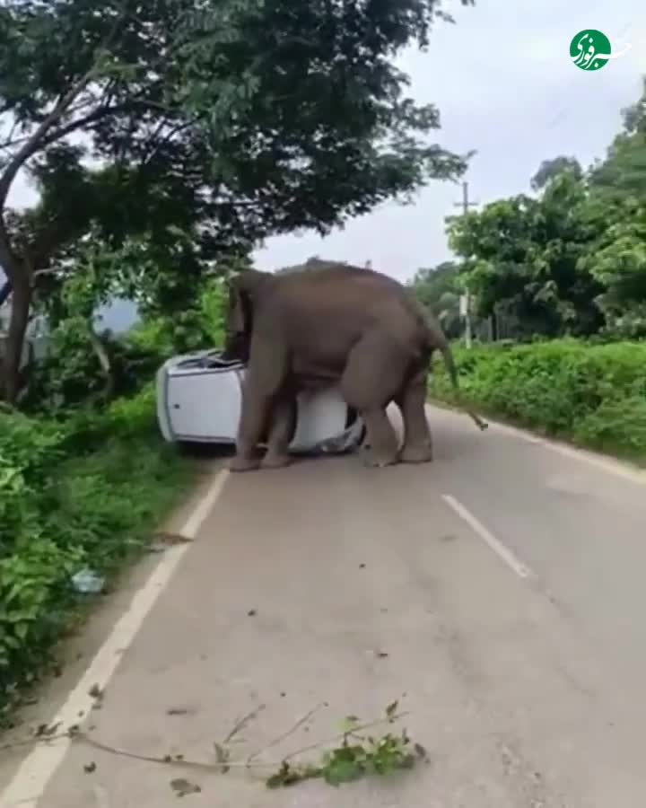   لحظه ترسناک یورش فیل زخمی به خودرو در آسام هند