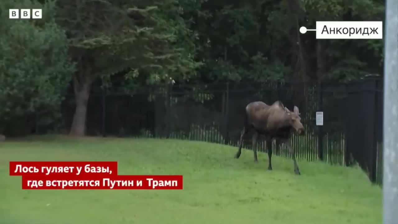   گشت‌زنی گوزن‌های وحشی در محل برگزاری اجلاس ترامپ و پوتین در آلاسکا