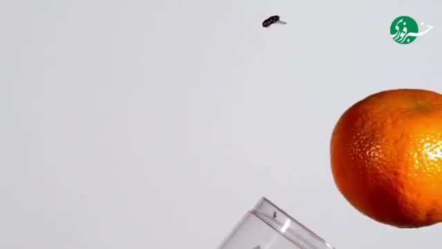   سرعتِ عکس‌العملِ یک مگس!