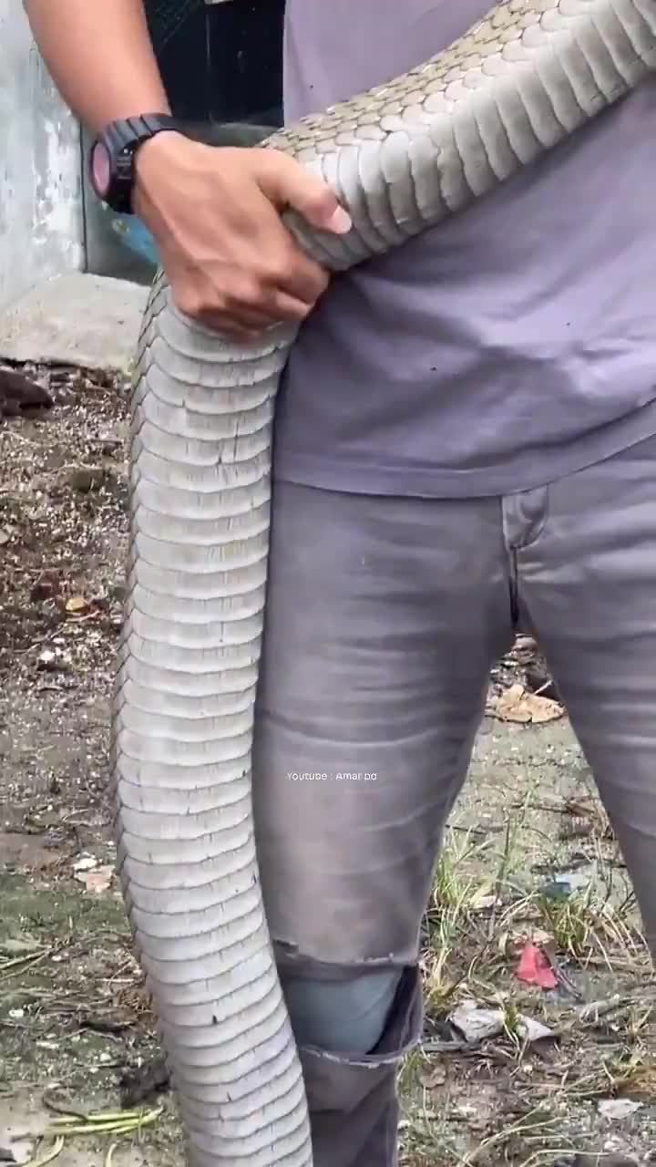   یک شاه کبرای مالزیایی؛ طولانی‌ترین مار سمی روی کره زمین