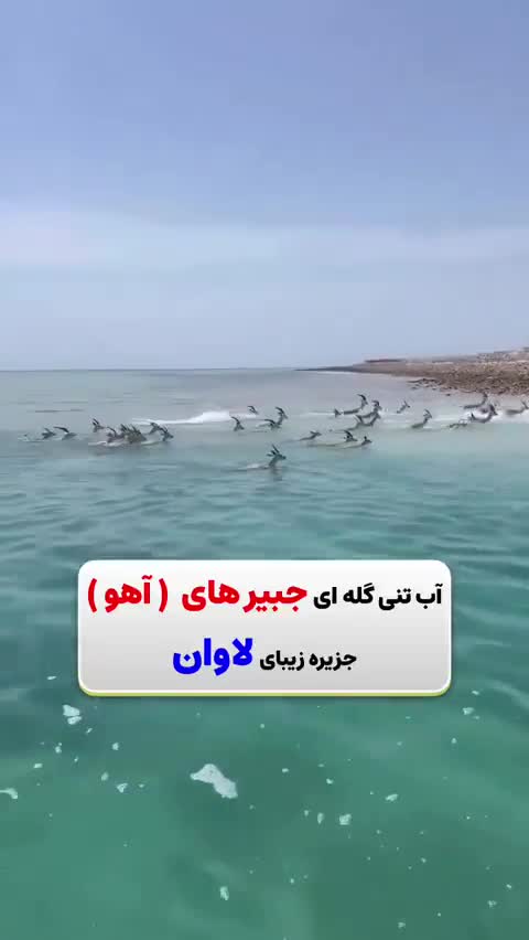   تصویری نادر از آب‌تنی گله‌ای جبیرها در آب‌های نیلگون خلیج فارس