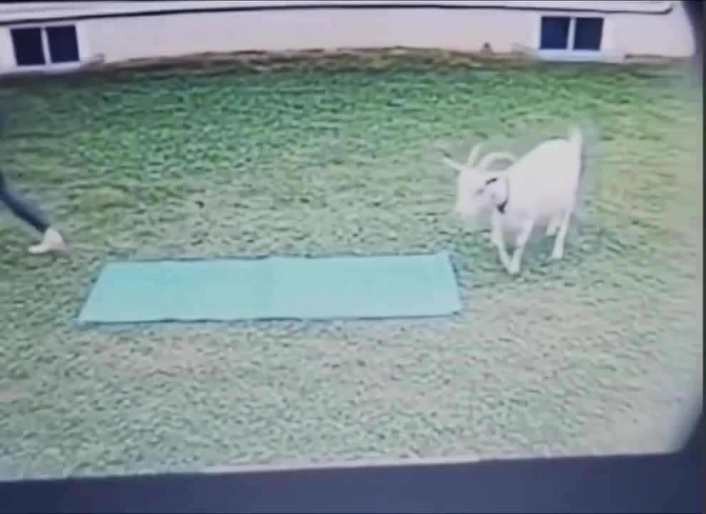   تقلید حرکات یوگا توسط بُز باهوش