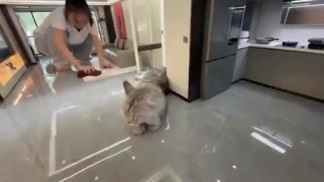   اقدام جنون‌آمیز یک مرد؛ زندگی فوق لاکچری برای گربه‌ها!