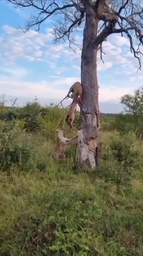   صحنه باورنکردنی در حیات وحش؛ دزدی یک کفتار از پلنگ!