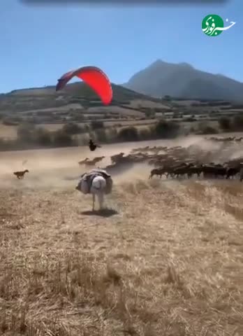   فرود یک چترباز بر روی گله گوسفند حاشیه سراب گیان نهاوند