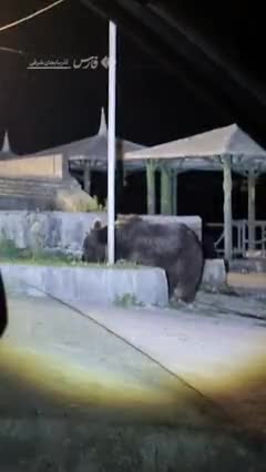   خرس‌های سبلان در کمین مناطق مسکونی