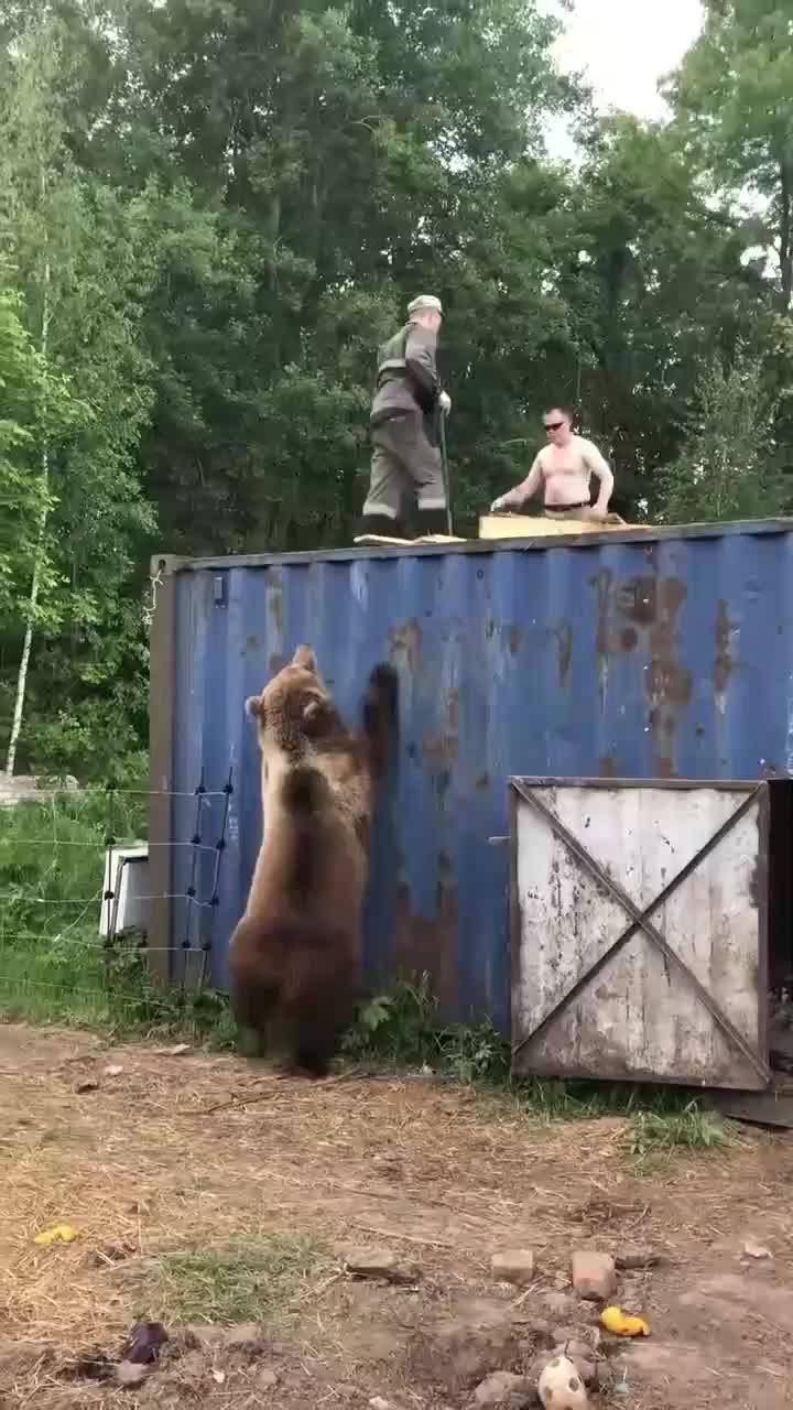   تلاش خرس برای بالا رفتن از کانکس برای شکار دو مرد