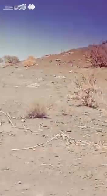   ردپای زندگی در توران؛ یوزها برگشتند