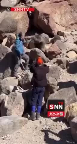   رفتار عجیب یک کوهنورد با توله خرس