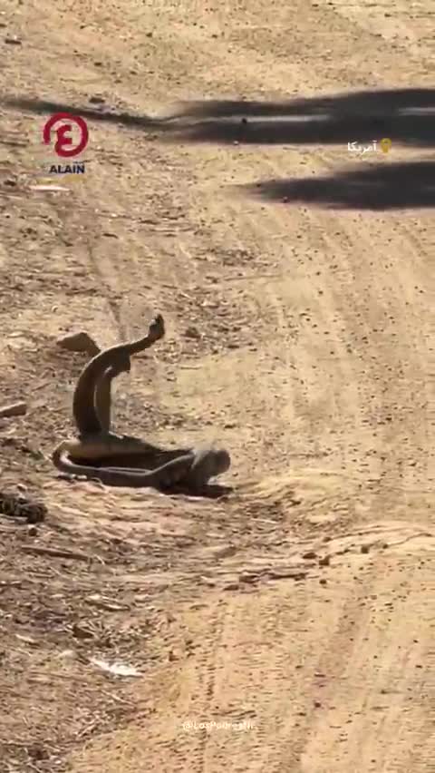   فیلم پربازید از رقص رزمی کمیاب دو مار زنگی برای جلب توجه مار ماده