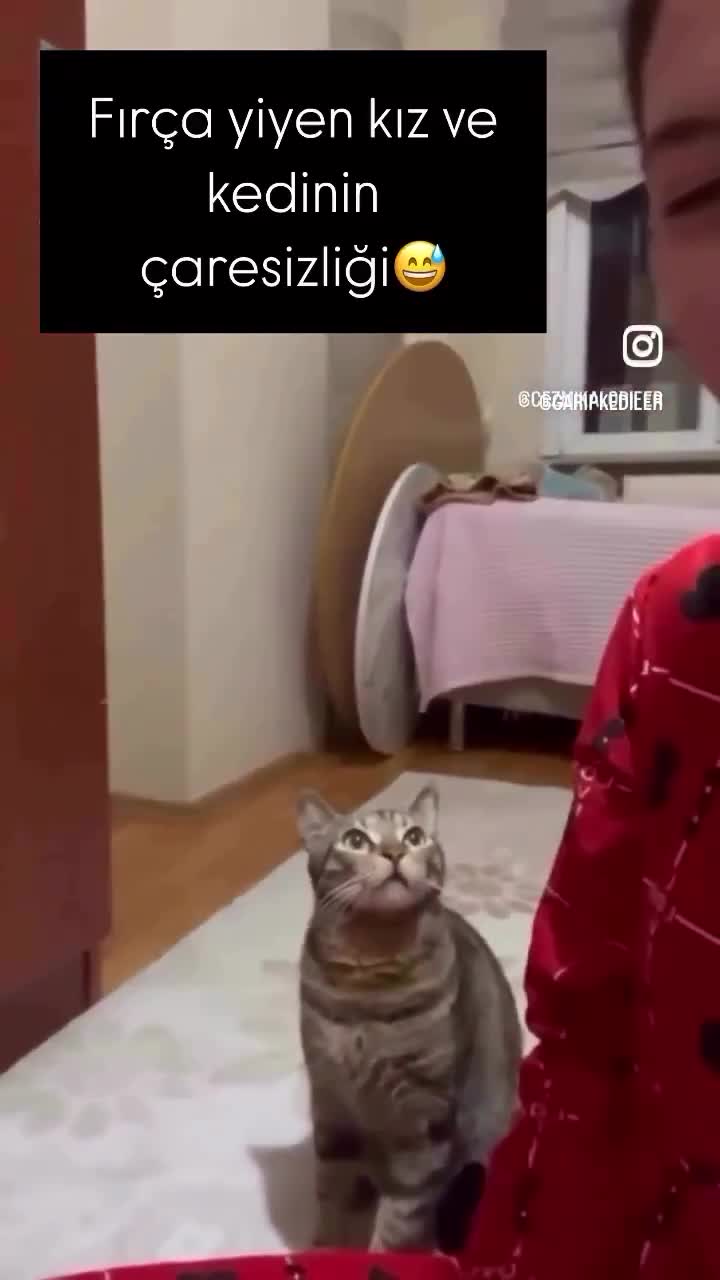   نگاه‌های معصومانه گربه در برابر دعوای مادر؛ مگر ما چه کردیم؟