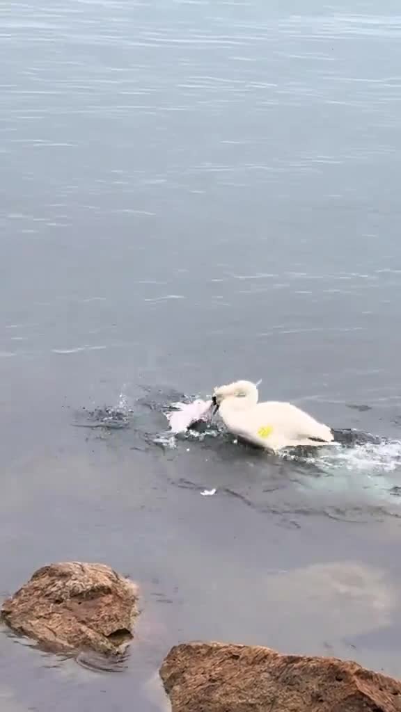   واکنش حیرت‌انگیز قوی مادر؛ شکار مرغ دریایی در حال پرواز برای دفاع از فرزندانش