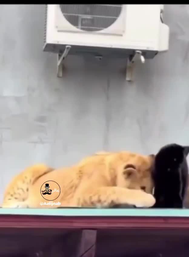   زندگی عجیب یک شیرجوان با جمعی از گربه‌های روستایی!