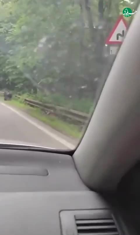   تشکر بامزه یک خرس از یک راننده؛ ماجرا چه بود؟