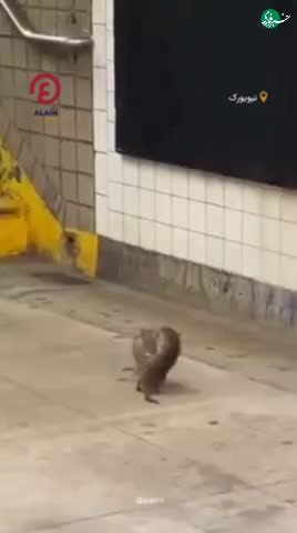   لحظه‌ای دعوای دو موش در ایستگاه متروی نیویورک!