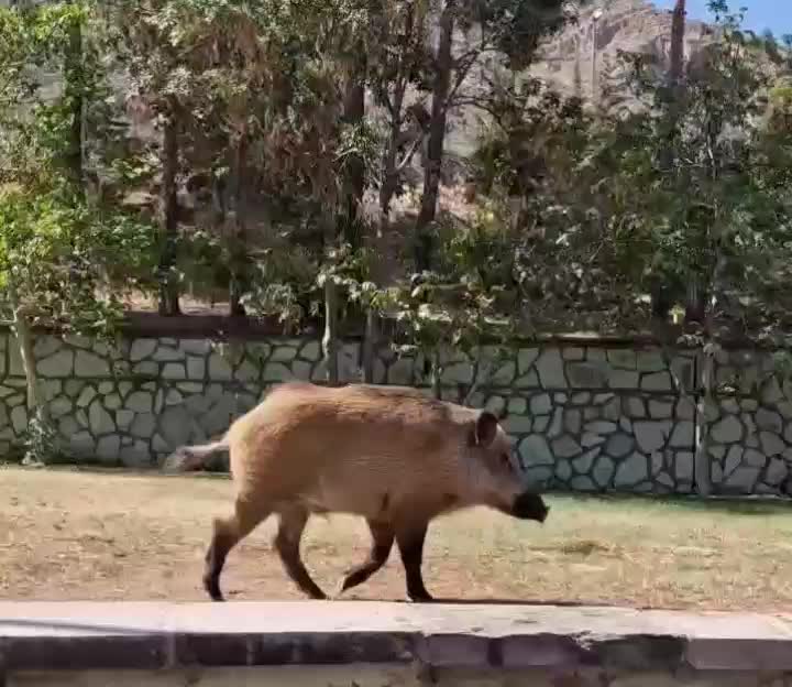 پرسه زنی عجیب گراز در بیمارستان لواسانی تهران | 14 مرداد 1404