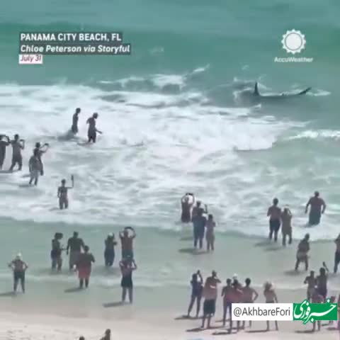   جدال بی‌رحمانه یک کوسه و یک سفره‌ماهی در منطقه ساحلی فلوریدا