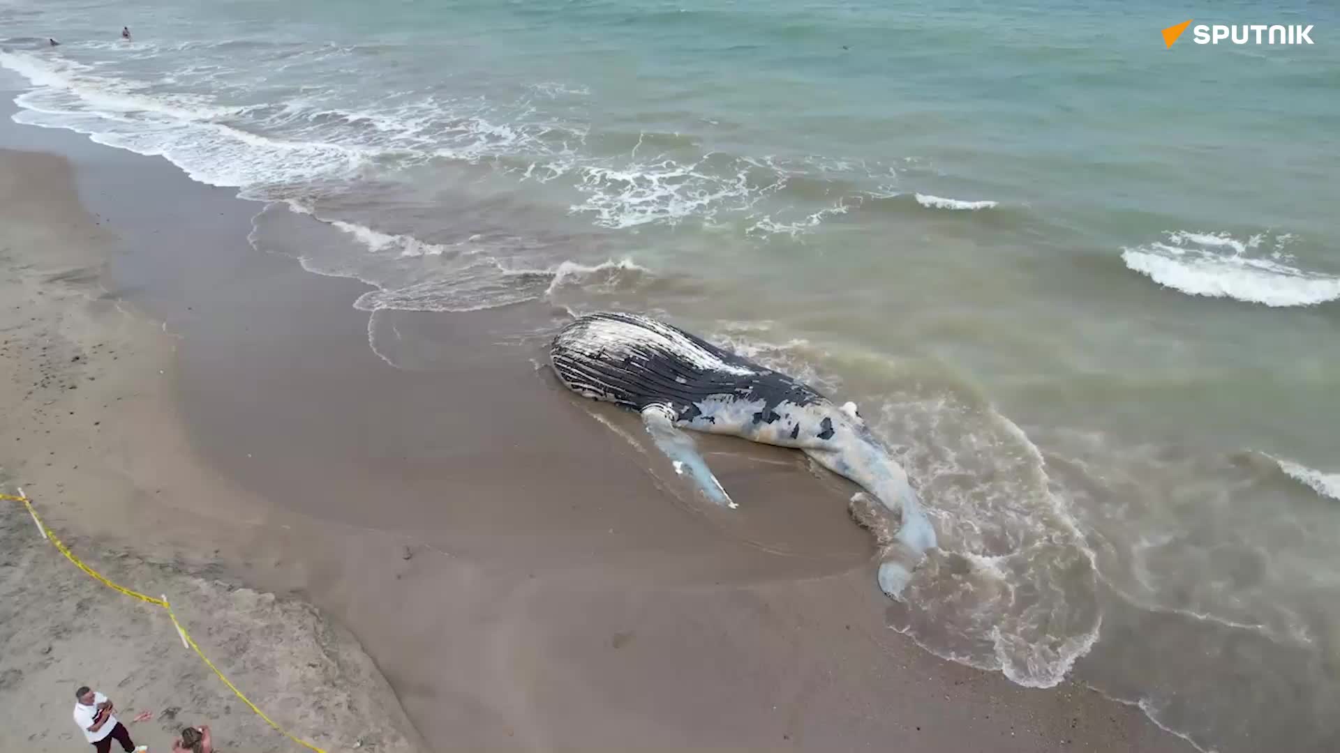   کشف لاشه نهنگ ۲۰ متری در ساحل