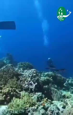 ببینید| لحظه ثبت شده نادر و شگفت انگیز زلزله در زیر دریا | 17 مرداد 1404