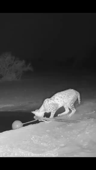   تصاویری جالب از گربه وحشی آسیایی کنار روباه در خوزستان