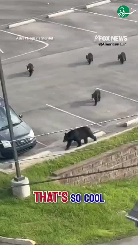   تصاویری از یک خرس مادر به همراه ۴ توله خرس در شهر گتلینبرگ در ایالت تنسی