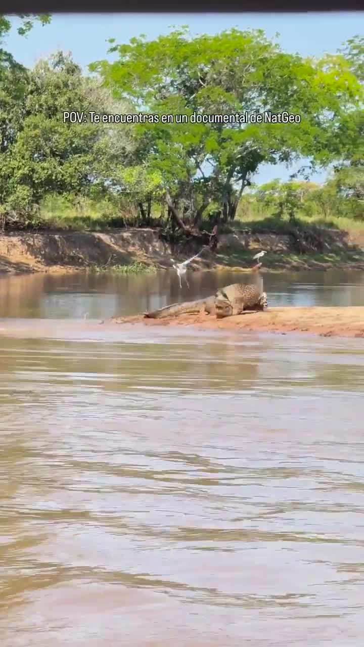   کمین صبورانه جگوار در آب برای شکار کروکودیل در خشکی!