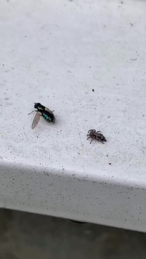   ثبت لحظه جالب عملیات شکار مگس توسط عنکبوت پرنده!