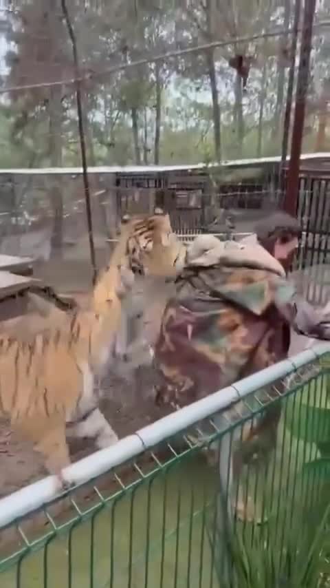   حمله وحشتناک یک ببر در باغ‌وحش