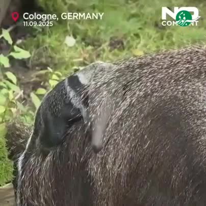   بچه مورچه‌خوار غول‌پیکر باغ‌وحش کلن