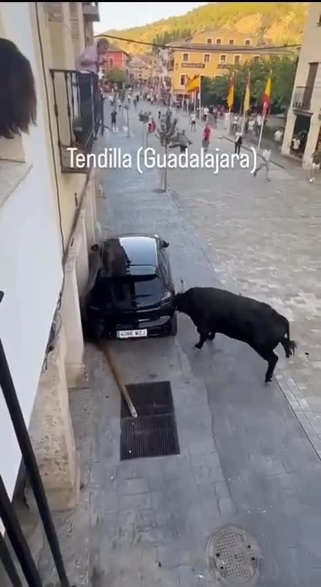   حمله ناگهانی گاو خشمگین به یک خودروی سواری