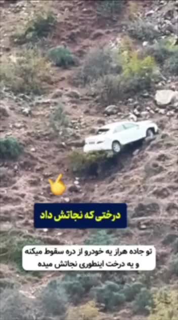   عجیب اما واقعی؛ تنه درخت در جاده هراز مانع سقوط سواری تویوتا به دره شد!
