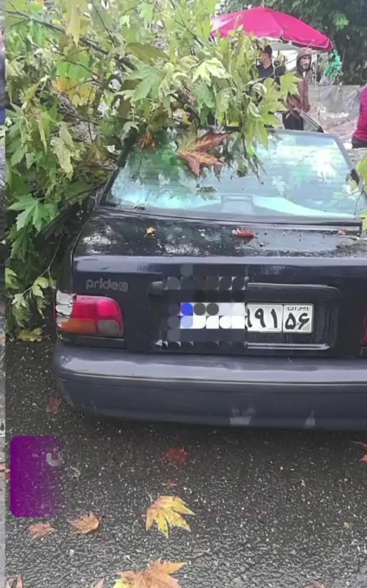   سقوط وحشتناک دو درخت چنار در فومن