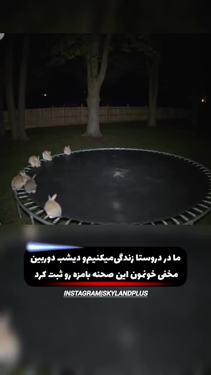   ثبت بازیگوشی خرگوش‌ها توسط دوربین مدار بسته