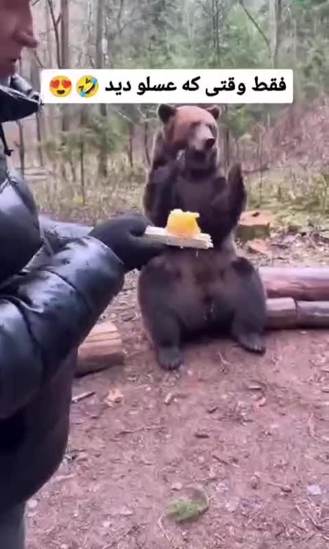   شادی خرس قهوه‌ای از گرفتن عسل