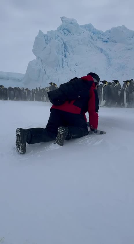   نجات یک بچه پنگوئن توسط دانشمندان روسیه