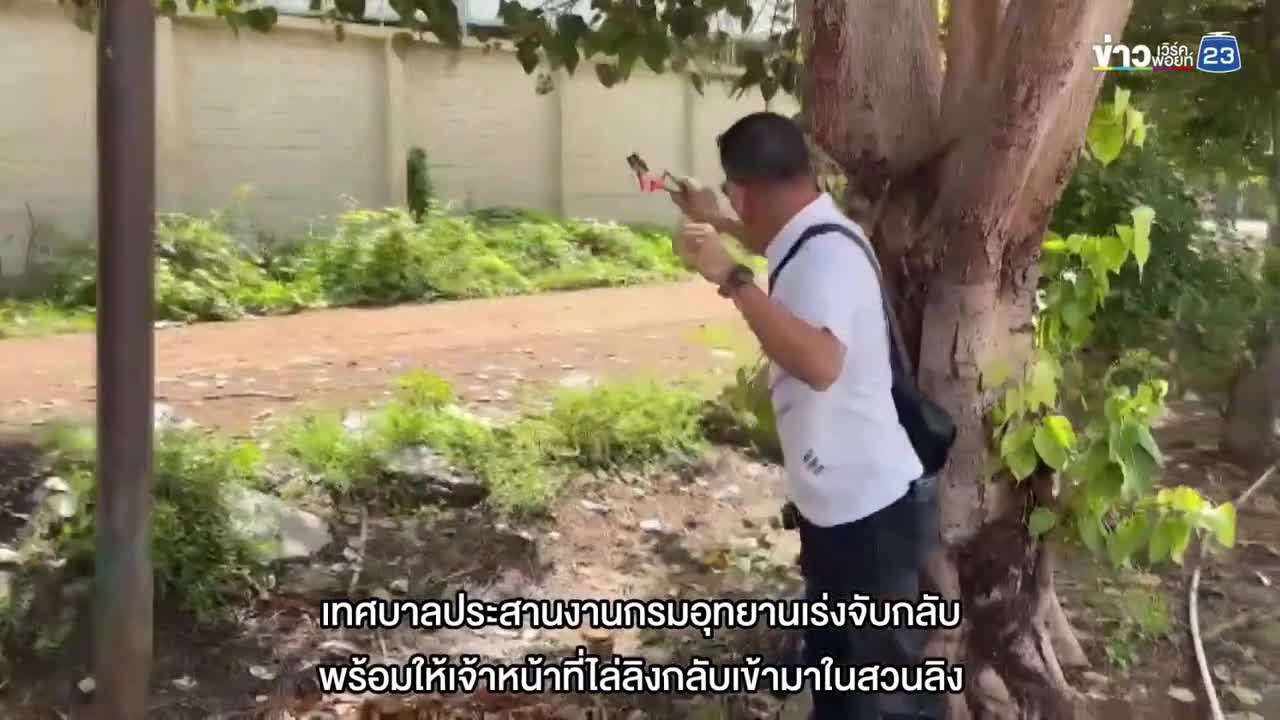   حمله ۱۰۰ میمون جوان به یک ایستگاه پلیس و ساختمان‌های مسکونی مجاور در تایلند